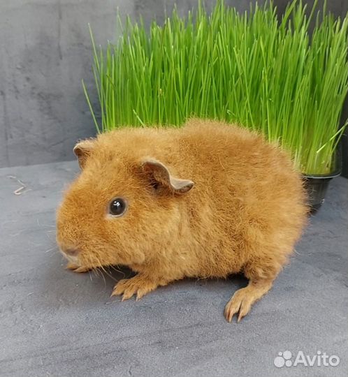Морские свинки Тедди и Тедди Калифорния