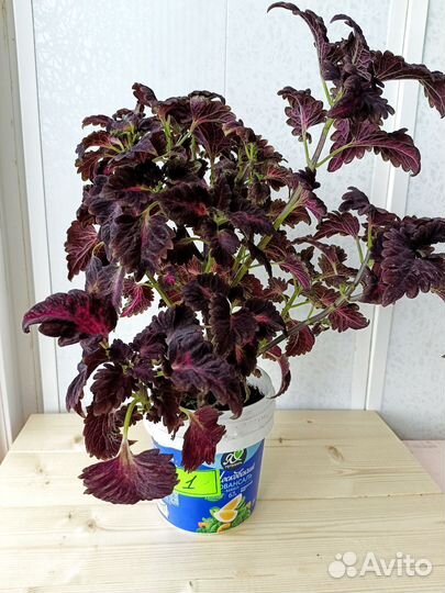 Колеус Черный дракон