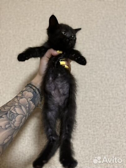 Котятки ищут дом