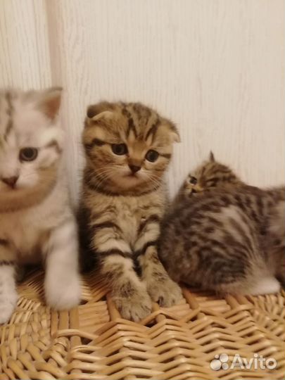 Шотландские котята
