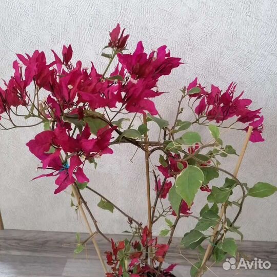 Бугенвиллия