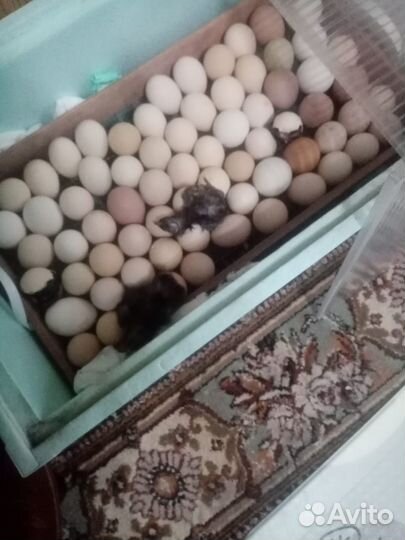 Яйцо на инкубацию