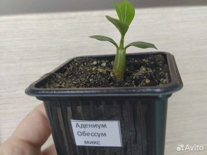 Семена Адениума