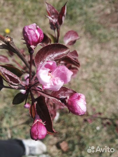 Яблоня Рояльти саженцы привитые