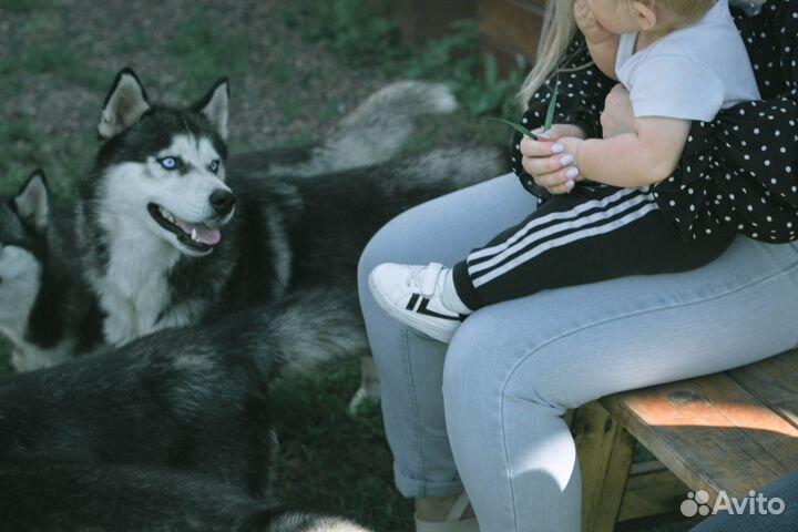 Фотосессия с хаски