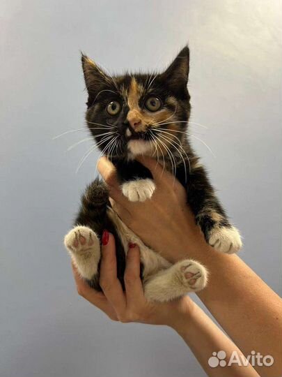 Кошки в добрые руки бесплатно