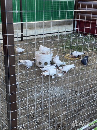 Продажа голубей