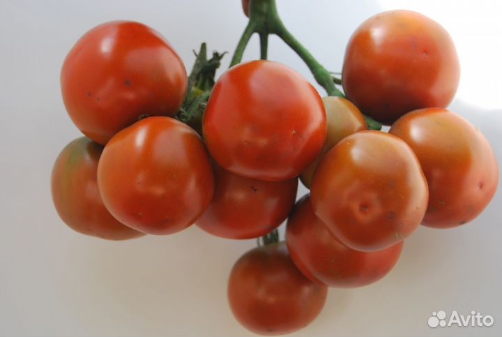 Семена редких сортов томатов