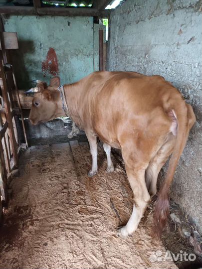 Корова с теленком