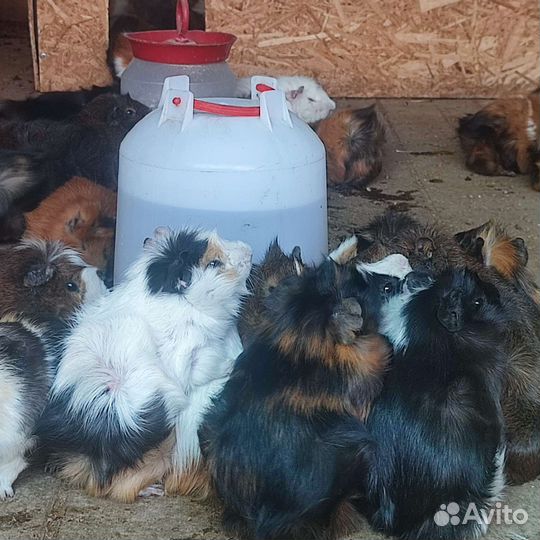 Морские свинки