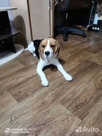 Бигль вязка
