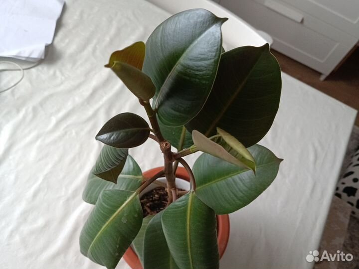 Комнатные растения фикус