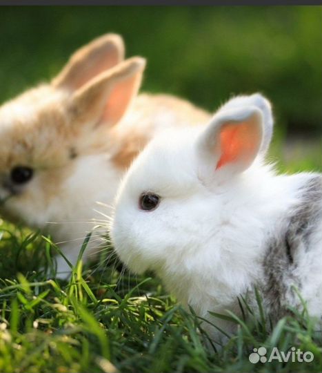 Крольчата