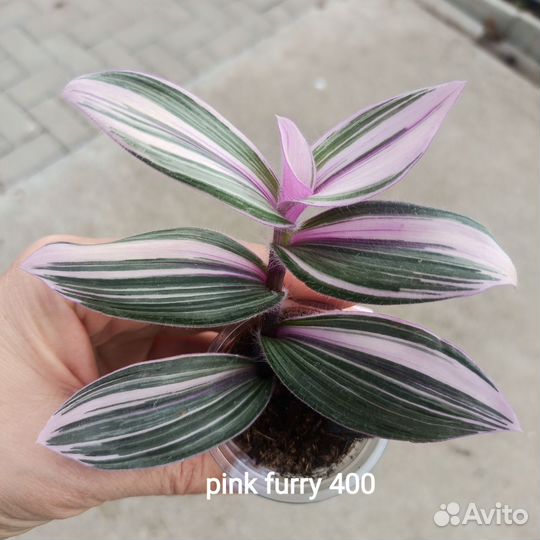 Комнатные растения, традискация много сортов