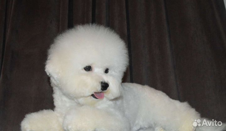 Подрощенная девочка Бишон фризе