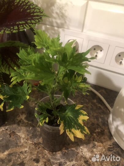 Колеусы вегетативные