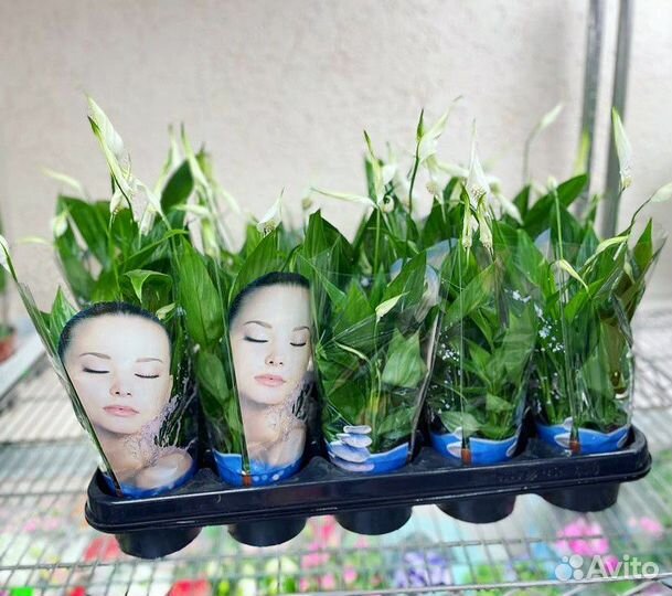 Спатифиллум