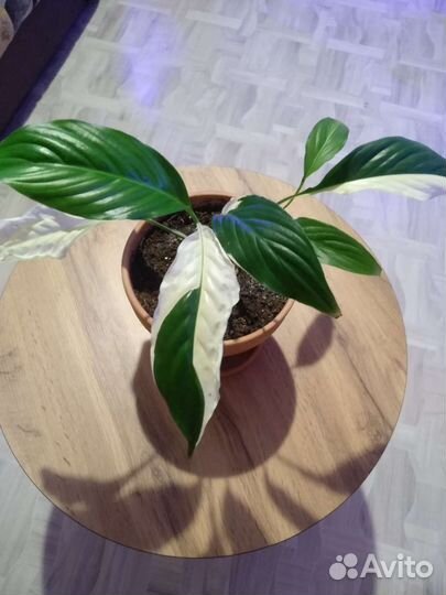 Спатифиллумы