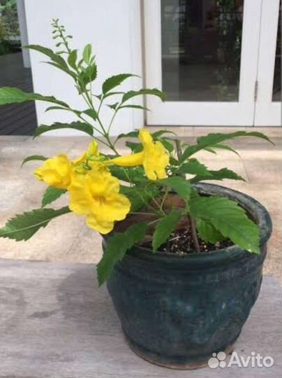 Семкна Текома прямостоячая