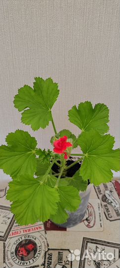 Пеларгония королевская