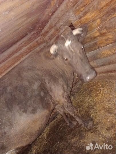 Корова дойная