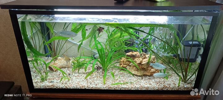Аквариум
