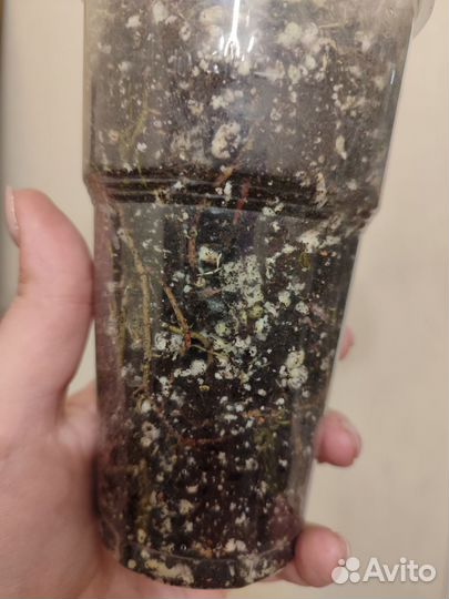 Филодендрон пловмани