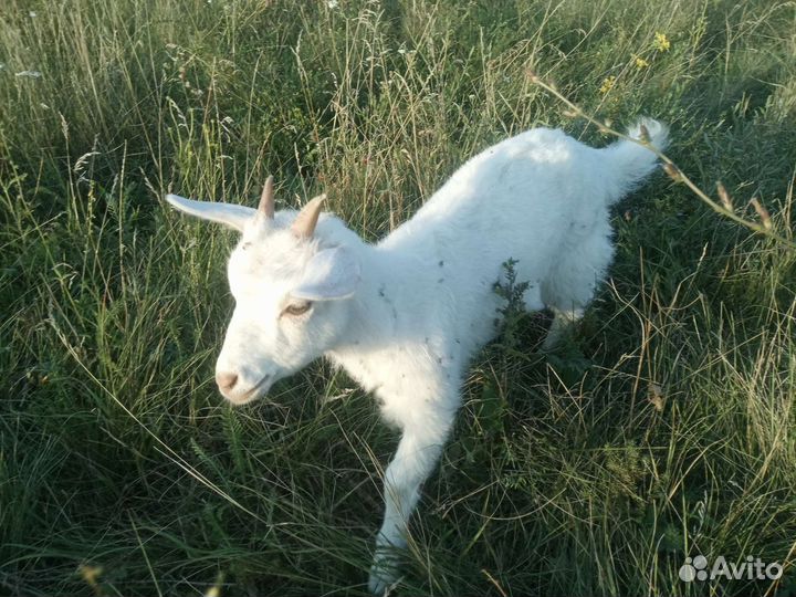 Козлята(девочки)