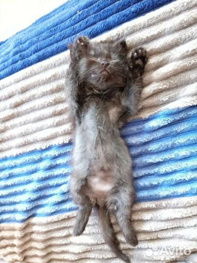 Тьма ищет семью