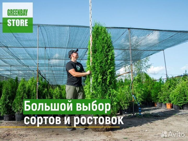 Туи 180 см