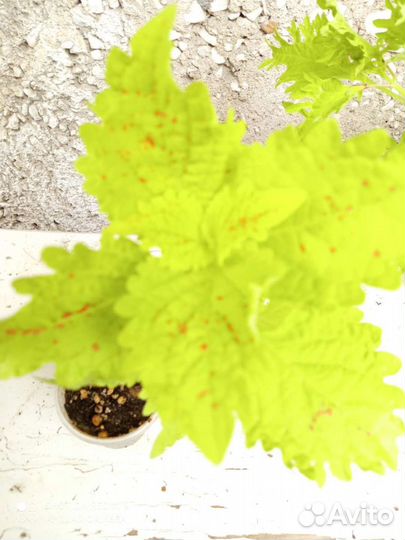 Колеус, сорта разные обмен