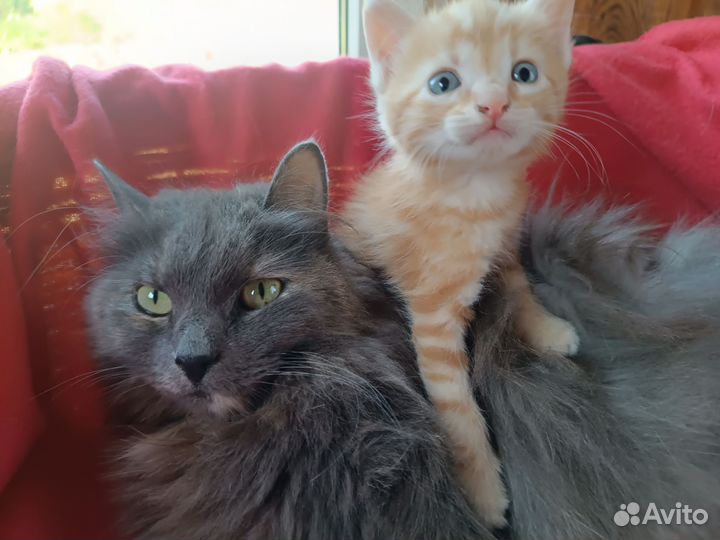 Сибирские котята