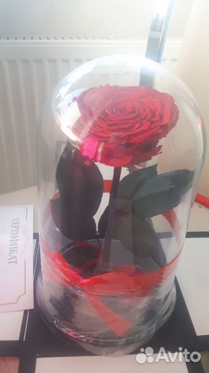Вечная роза в колбе
