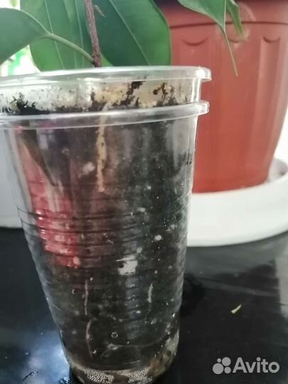 Фикус бенджамина