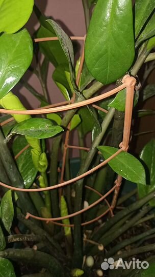 Замиокулькас