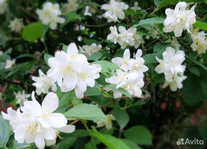 Декоративные кусты