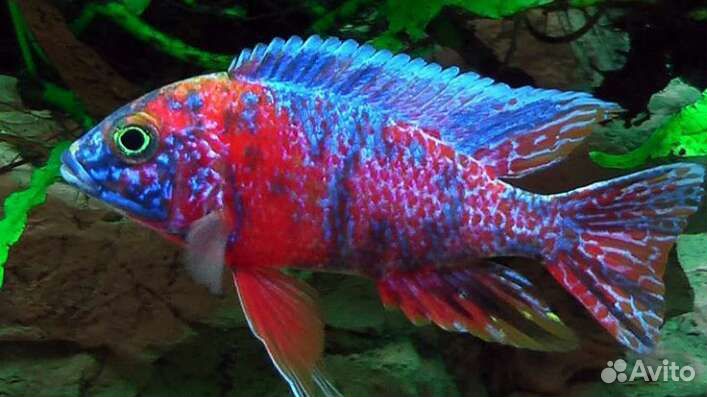 Цихлиды малави, аквариумные рыбки