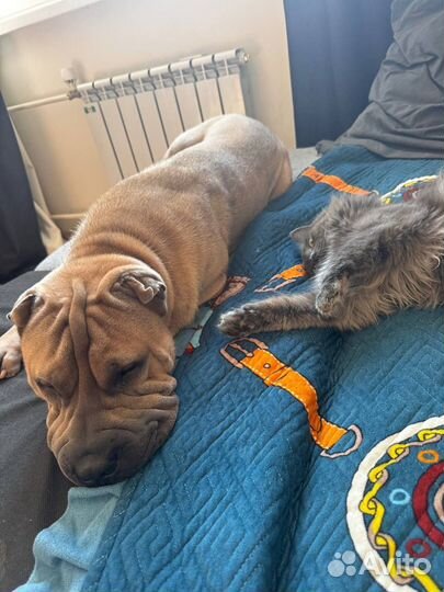 Передержка животных