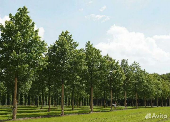 Дуб черешчатый