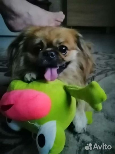 Пекинес вязка