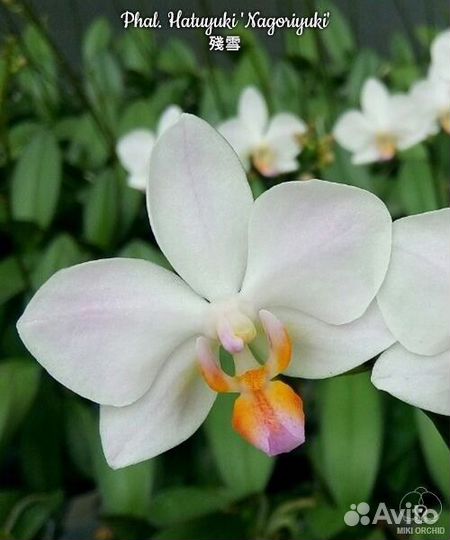 Хатуюки редкий сорт