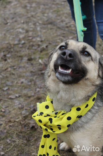 Собака мечтает выбраться из приюта и стать нужной