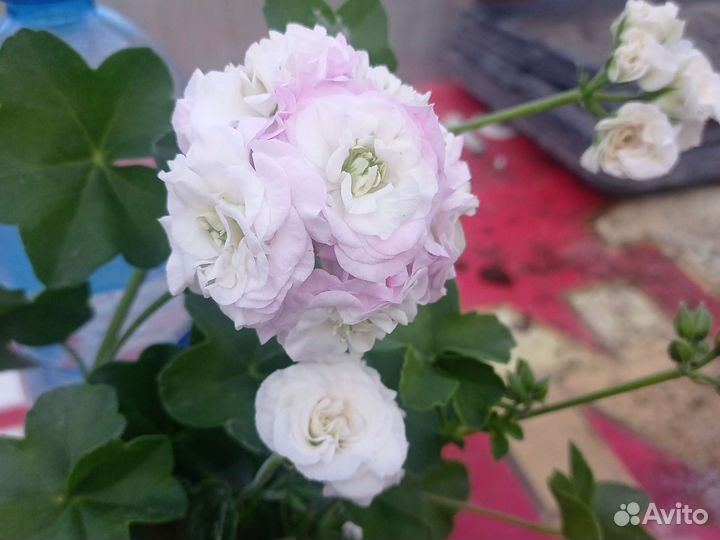 Пеларгония герань