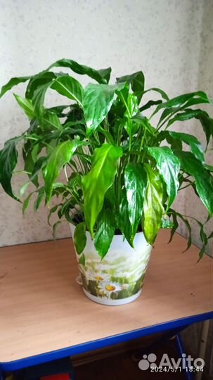 Спатифиллум