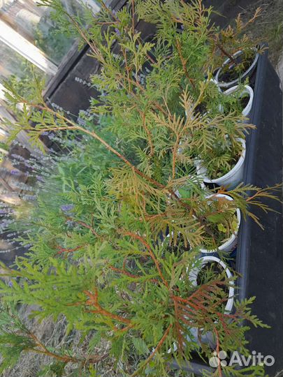 Туя Западная