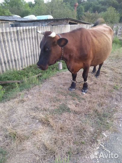 Корова высокоудойная