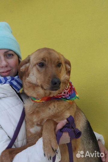 Возми собаку из приюта