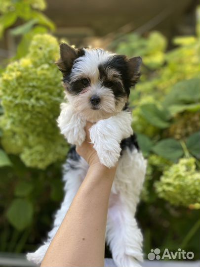 Бивер девочка