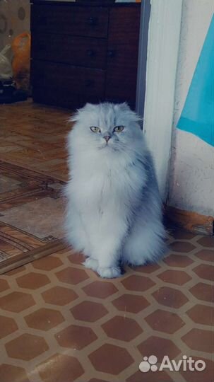 Персидская кошечка