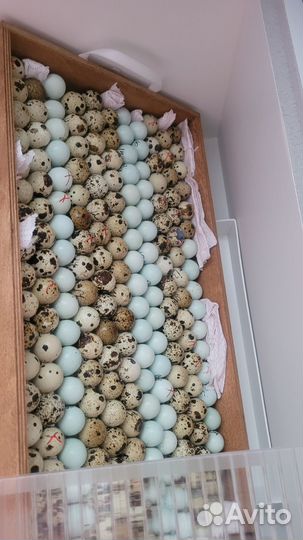 Ия перепелов